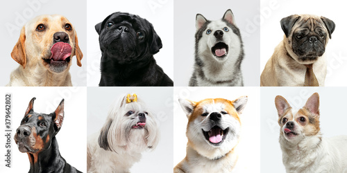 Fototapeta Naklejka Na Ścianę i Meble -  Emotions. Stylish adorable dogs posing. Cute doggies or pets happy. The different purebred puppies. Creative collage isolated on multicolored studio background. Front view. Different breeds.