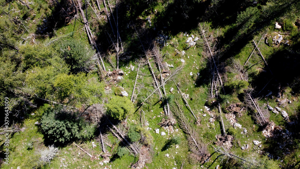 Forest with trees fallen due to the very strong wind, November 2018. Aerial view of Natural disaster in Trentino Alto Adige, Italy, Europe Forest with trees fallen due to the very strong wind, November 2018. Aerial view of Natural disaster in Trentino Alto Adige, Italy, Europe