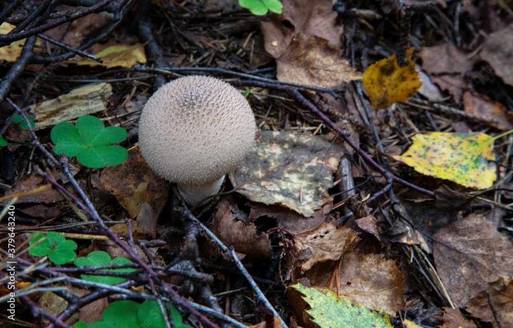 The Common Puffball (Lycoperdon perlatum) or Devil's Snuff-box. The fruit bodies can be eaten by slicing and frying in batter or egg and breadcrumbs. The Common Puffball (Lycoperdon perlatum) or Devil's Snuff-box. The fruit bodies can be eaten by slicing and frying in batter or egg and breadcrumbs.