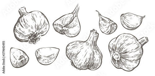 Vector hand drawn illustration set of garlic. Food sketch