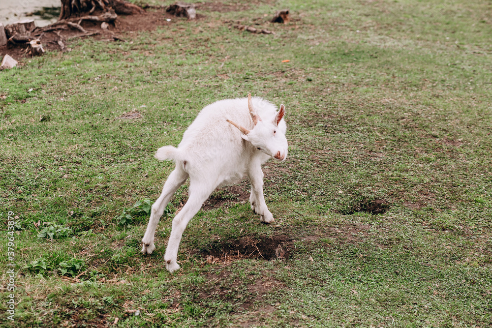 photo of a white goat on a farm