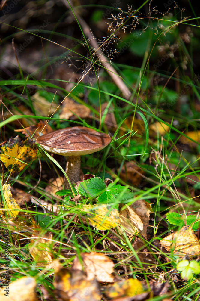 Leccinum Scabrum grows most often under aspens in and outside the forest. Leccinum Scabrum grows most often under aspens in and outside the forest.
