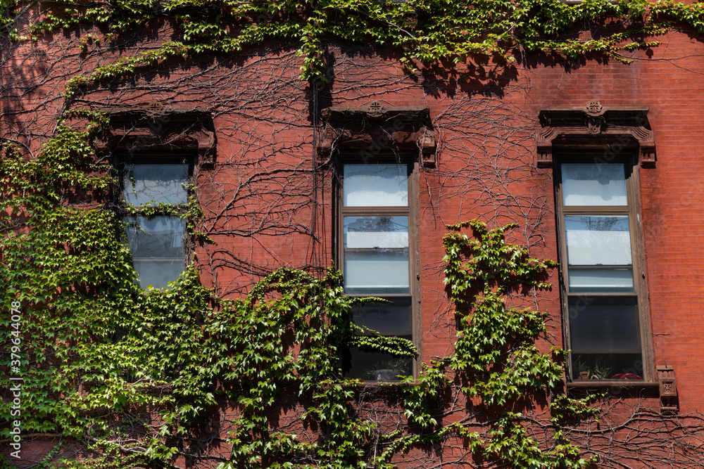 Beautiful Old Red Brick Building Exterior with Green Ivy and Three Windows in New York City