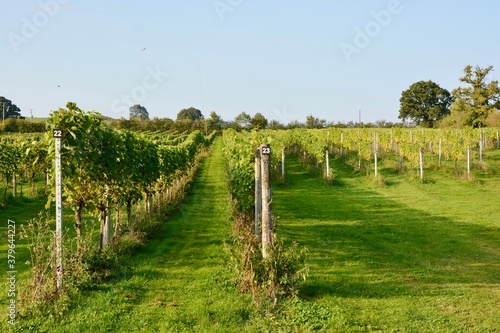 Vines producing grapes for local wine production. Rows of plants in Autumn sunshine. photo