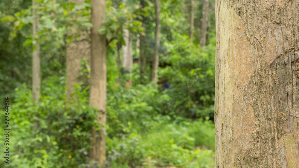 Teak tree in the forest with blurred background Teak tree in the forest with blurred background