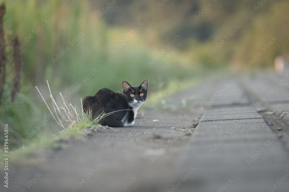 Obraz premium 黒白の子猫