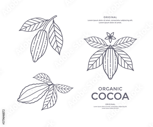 Cocoa beans line icon or emblem. Sign for cacao powder. Vector illustration