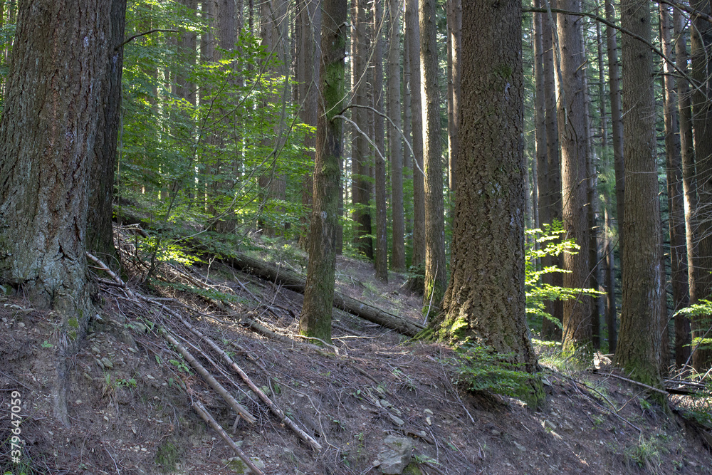 Obraz premium Guardare nel bosco