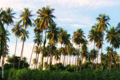 Landscape view of coconut farm trees with sky background with green cassava leaf in foreground.