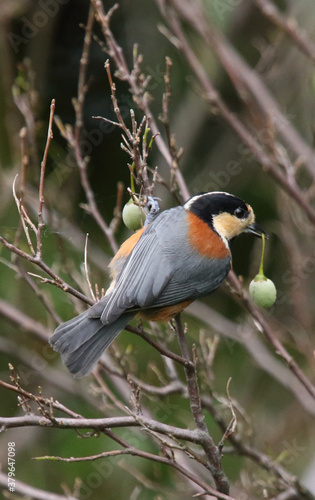 野鳥　ヤマガラ