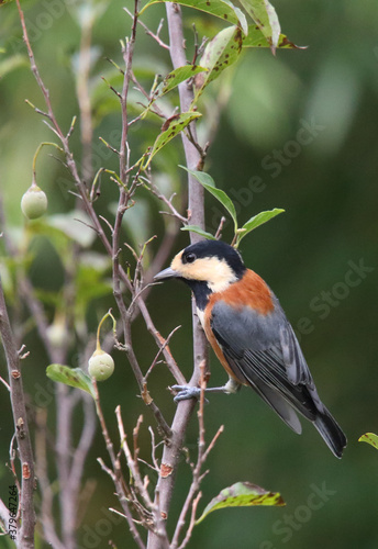 野鳥　ヤマガラ