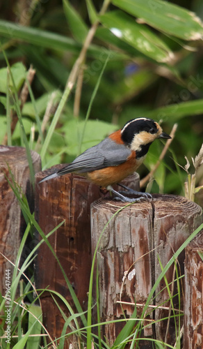 野鳥　ヤマガラ
