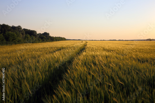 track in a field