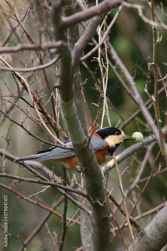 野鳥　ヤマガラ