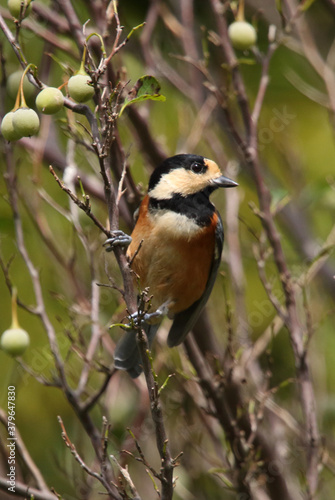 野鳥　ヤマガラ