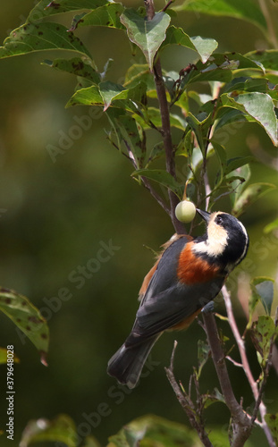 野鳥　ヤマガラ