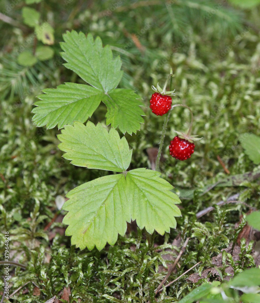Wild strawberries grow in the forest. Forest red berry grows in the grass. Wild strawberries grow in the forest. Forest red berry grows in the grass.