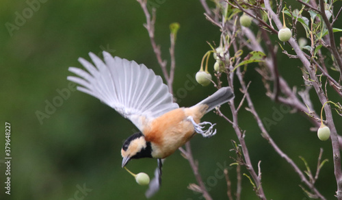 野鳥　ヤマガラ