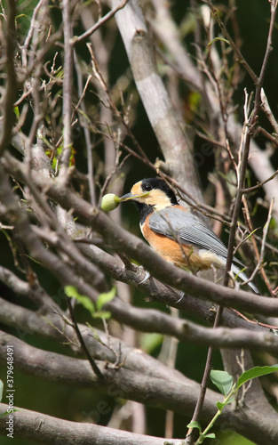 野鳥　ヤマガラ