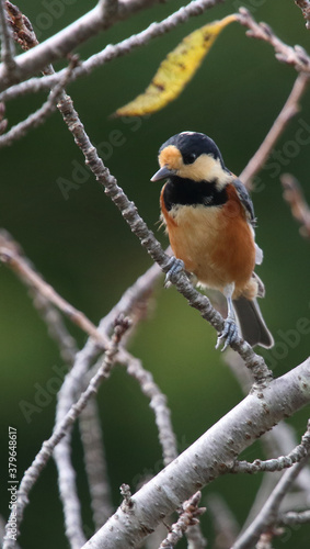 野鳥　ヤマガラ
