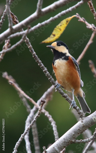 野鳥　ヤマガラ
