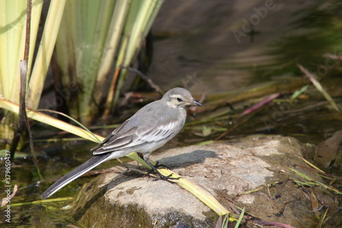 野鳥　セキレイ