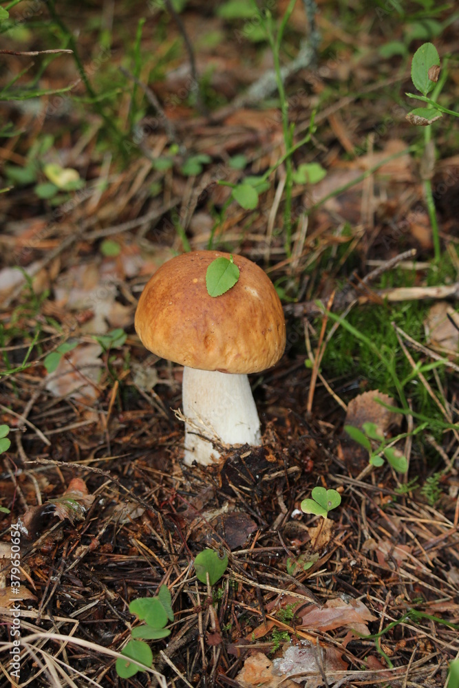 In September the rains came, and then all at once grew mushrooms: boletus and boletus,and boletus, and white. In September the rains came, and then all at once grew mushrooms: boletus and boletus,and boletus, and white.