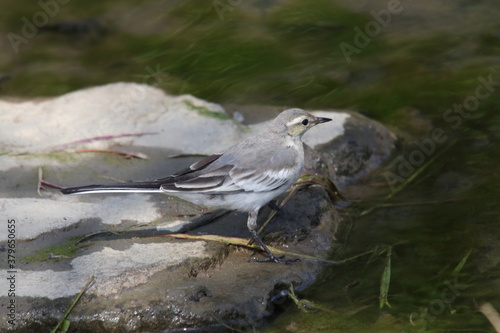 野鳥　セキレイ