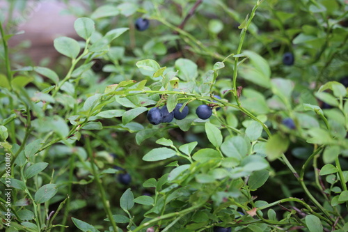 Wild forest blueberry in macro photography. Fresh juicy bilberries on a bush with colorful leaves.