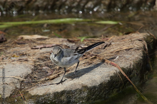 野鳥　セキレイ