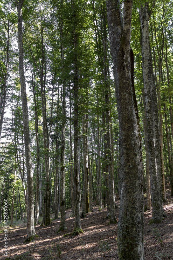 Obraz premium Pineta di Vallombrosa