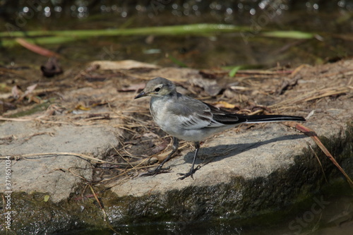 野鳥　セキレイ