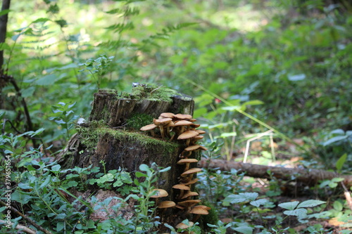 honey mushrooms growing on a stump in the forest