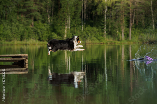 dog jumps into the water. An active pet on the lake. Tricolor australian shepherd