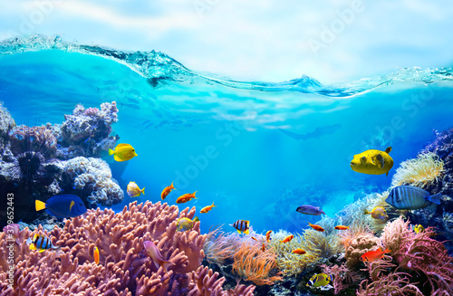 Fototapeta Naklejka Na Ścianę i Meble -  Colorful tropical fish in coastal waters. Life in a coral reef. Animals of the underwater sea world. Ecosystem. 