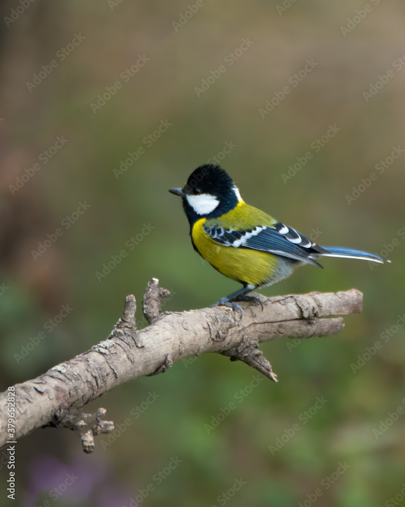 Naklejka premium Green-backed Tit side view