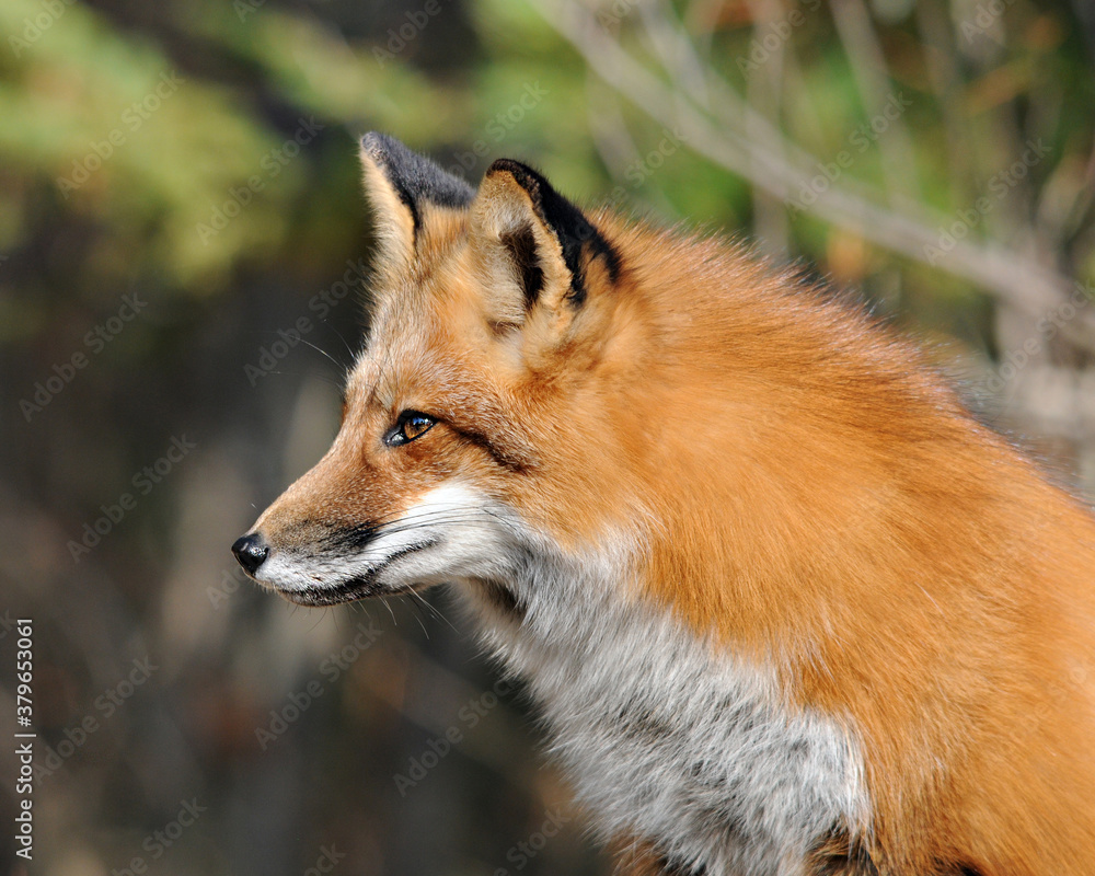 Fox stock photos. Red fox head close-up profile side view with blur background in the summer season in its environment and habitat. Image. Picture. Portrait.