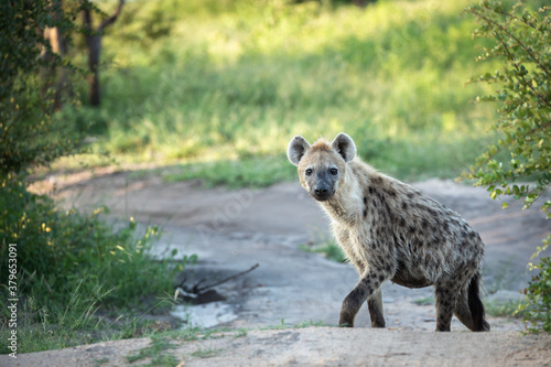 Fotografía Lonely hyena walking on the road surrounded by green grass