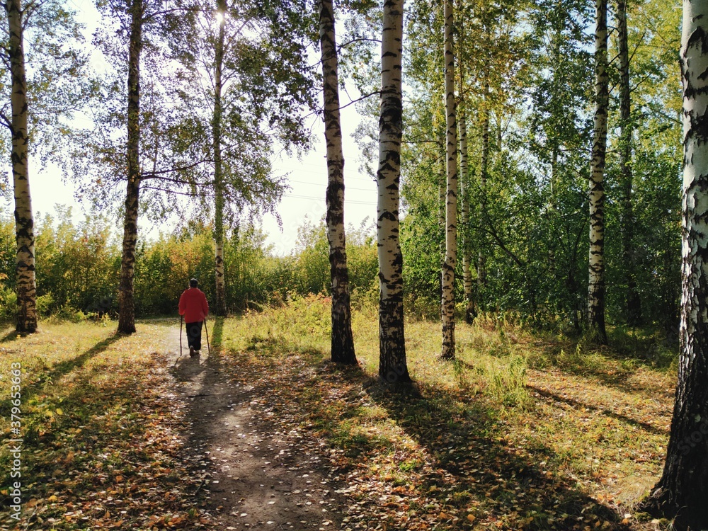 a walk in a birch grove on a sunny autumn day
