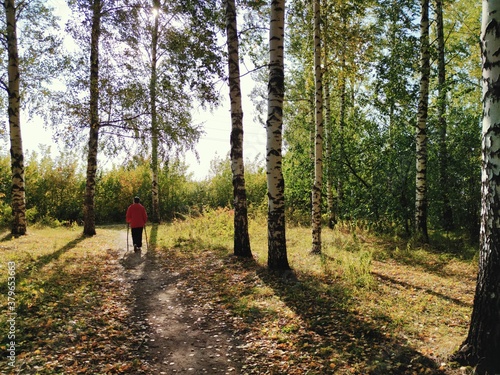 a walk in a birch grove on a sunny autumn day © Sergey Egovkin