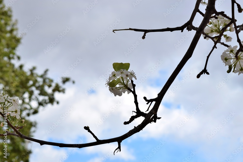 Close-up view of pyrus calleryana flowers blooming on the branch Close-up view of pyrus calleryana flowers blooming on the branch