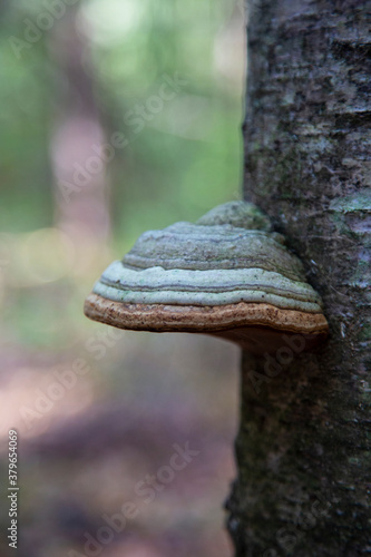 a parasitic fungus on the trunk of a dead tree