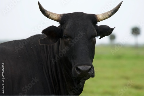 close up of a cow