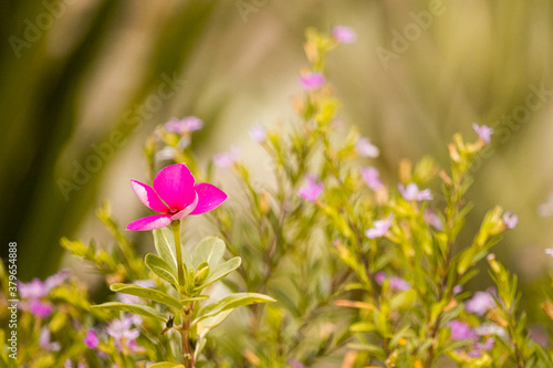 pink flowers in the garden