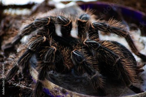 Contrast photo of a large tarantula. Close-up of a spider's hairy legs with orange hairs. In light areas, there is a film grain.