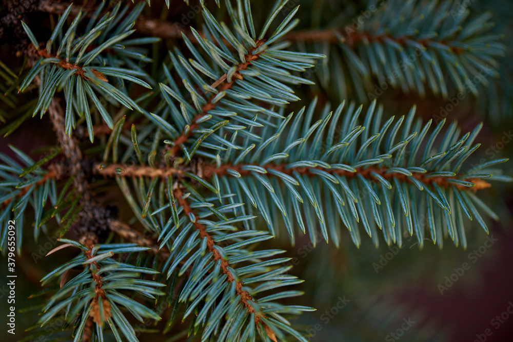 Green spiny branches of spruce close-up Green spiny branches of spruce close-up
