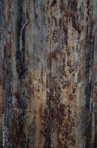 Wood texture background. Bark is the outermost layers of stems and roots of woody plants.