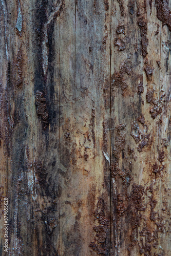 Wood texture background. Bark is the outermost layers of stems and roots of woody plants. © Anna