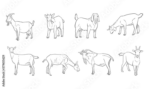vector illustration of goat isolated on white background.
