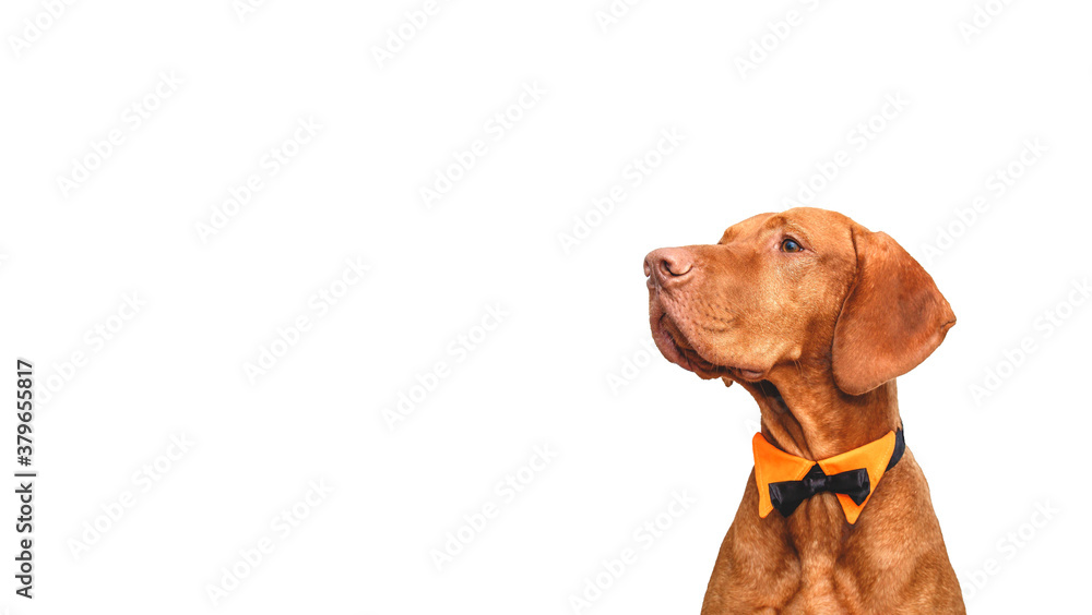 vizsla dog dog in bow tie isolated on white background. Copyspace vizsla dog dog in bow tie isolated on white background. Copyspace